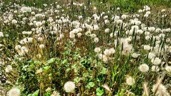 green Field with fluffy dandelion flowers