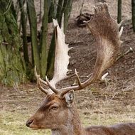 Hirsch Antler Forest
