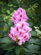 pink and red flower