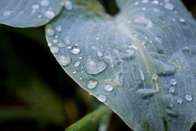 drops of water on a large leaf close-up on a blurred background