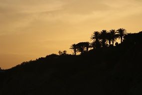 silhouettes of landscape with palm trees