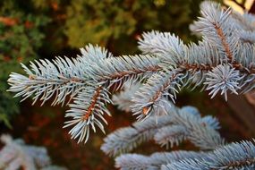 Beautiful, green and blue pine needles in the forest