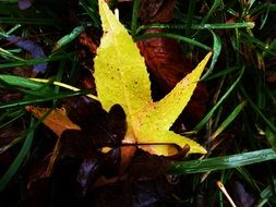 Grass Sheet Foliage Autumn