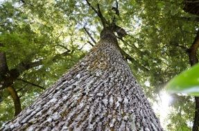 Trunk Branches Tree