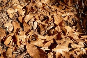 autumn dry foliage on dry grass