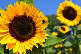 Close-up of the beautiful yellow sunflowers with green leaves under the bright sun in blue sky