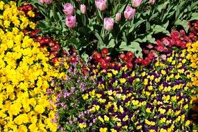 pink tulips, violet-white pansies and other colorful flowers in the flowerbed