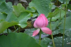 lotus in a pink bud on a pond