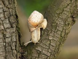 Close-up of the snail on the tree