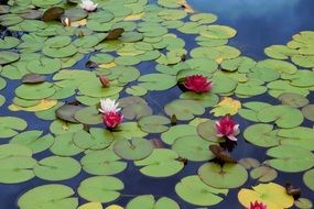 white and red water lotus in a pond
