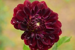 burgundy dahlia in drops of water close-up