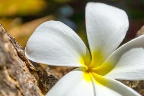 white plumeria with yellow core close up