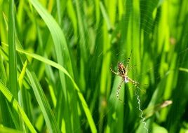 spider on lush green grass