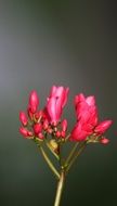 pink flower on gray background