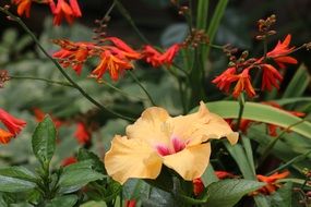 light yellow flower among orange small flowers
