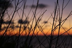 close-up photo of silhouettes of branches on a background of orange sunset