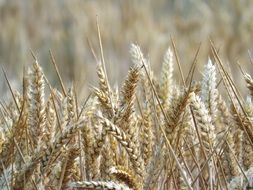 delicate beige ears of cereals