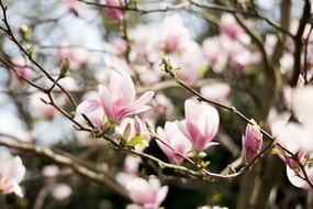 Colorful magnolia flowers on the tree