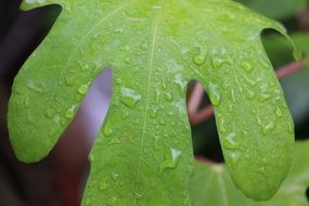 green leaf in drops of water closeup