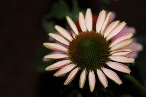 garden plant with pink petals