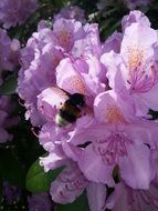 Bee on a Purple plant