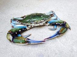 Blue point crab