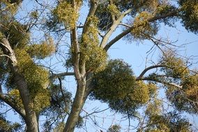 mistletoe is an evergreen tree