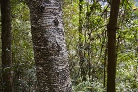 trees in a forest with green leaves