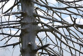 Structure of the tree