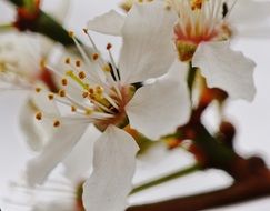 snow-white spring bloom close up