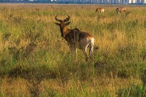 deer in Africa in wild nature