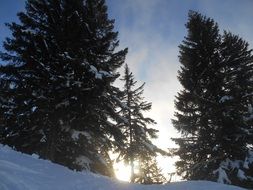 Sunset in the forest in the winter