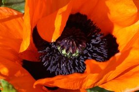 Macro photo of the poppy in the garden
