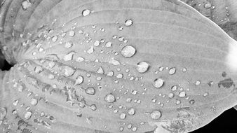 drops of water on a leaf in black and white image