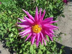 pink dahlia with thin petals