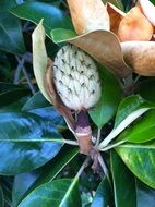 Plant Outside