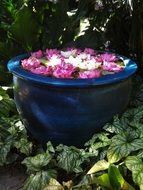 colorful lotuses in a large flower pot