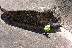 small green plant under a big rock