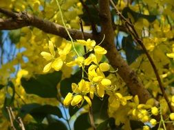 Yellow Tree Australia