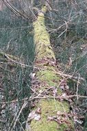 Moss on the wood in the forest