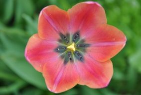 Colorful tulip in the spring