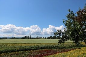 Landscape of Hokkaido