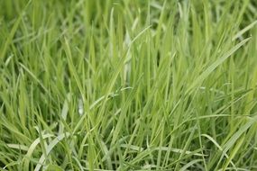 thin green grass