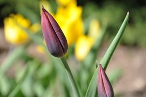 Tulip Yellow Purple