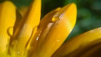 Petals Yellow flower