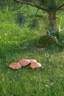 brown Mushrooms on grass at pine