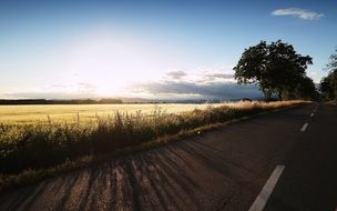 Landscape with the sunset on the field and path with plants