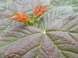 surface of the green leaf closeup