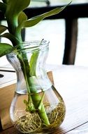 green plant with root in a vase close up on the table