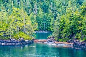 panoramic view of the dam in the forest